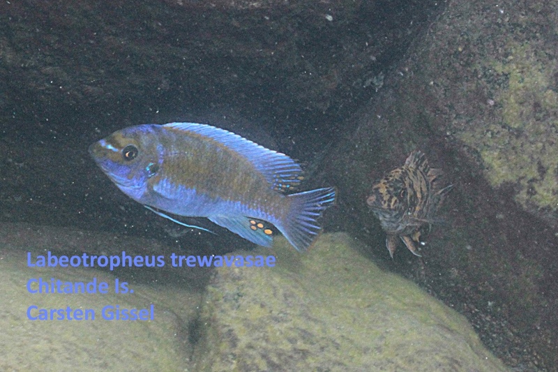 Labeotropheus trewavasae 'Chitande Island'
